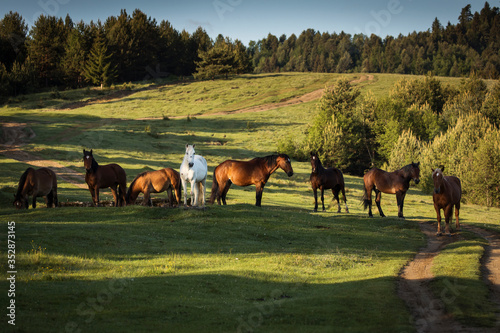 Beautiful horses on a green landscape. Comanesti, Romania.