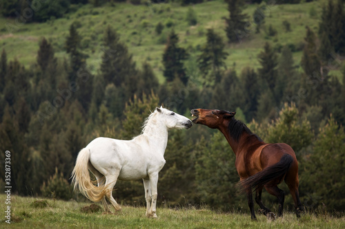 Beautiful two horses playing on a green landscape with fir trees in background. Comanesti, Romania. © danmir12