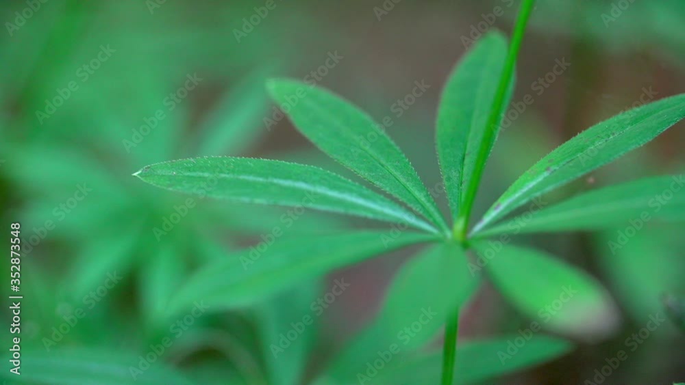 Close-up lockdown shot of fresh green plant growing in forest - Steigerwald, Germany Close-up lockdown shot of fresh green plant growing in forest - Steigerwald, Germany