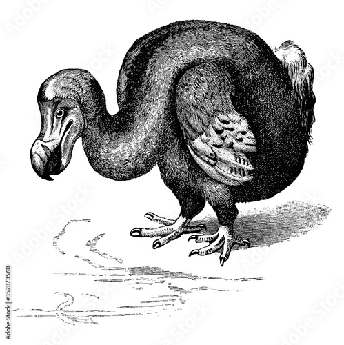 Dodo, vintage illustration.