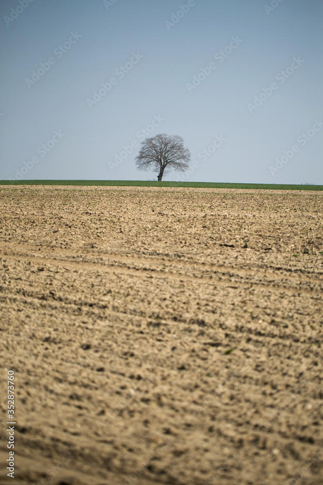 lonely dry tree on barren ground, dry ground - drought
