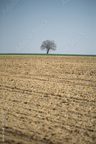 Obraz na płótnie lonely dry tree on barren ground, dry ground - drought w salonie