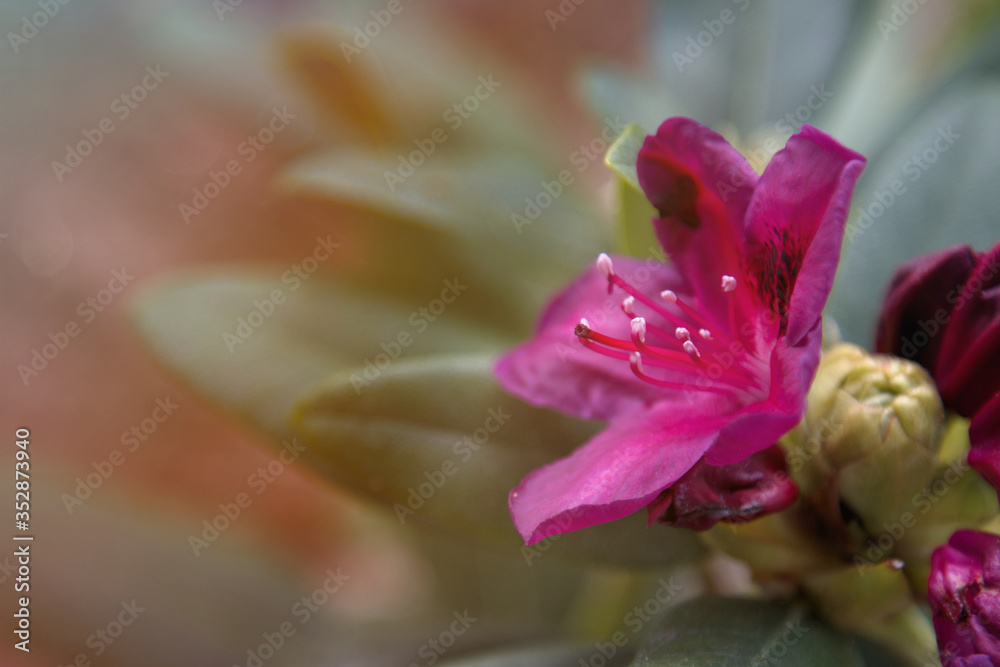 close up of a pink rhododendron flower