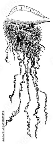 Portuguese Man-of-War, vintage illustration.