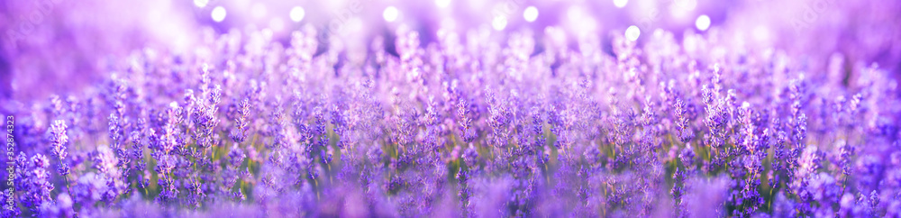 Fototapeta Panoramic purple lavender flowers blooming. Beautiful purple banner. Aromatherapy, beauty, cosmetics concept.