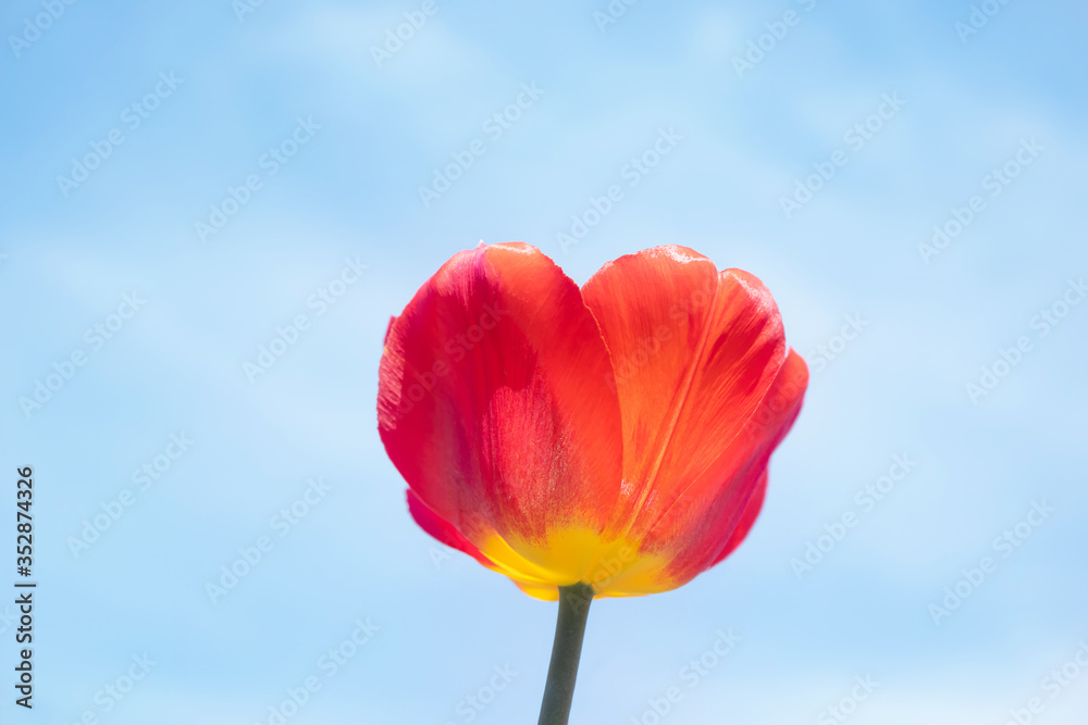 Obraz premium Red tulip on the background of bright blue sky with light clouds. The concept of summer flowering, growing flowers, gardening. Image suitable for posters, postcards, photo pictures.