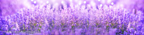 Panoramic purple lavender flowers blooming. Beautiful purple banner. Aromatherapy, beauty, cosmetics concept.