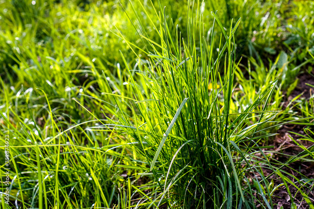 green wild fresh grass as pattern or background