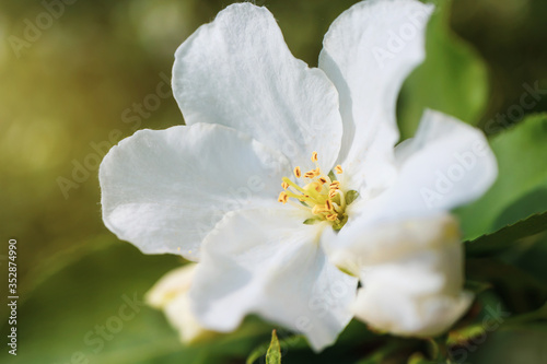 White flowers of apple trees bloom on a branch. Close-up. The concept of spring, summer, flowering, holiday. Image for banner, postcards. © Ольга Холявина