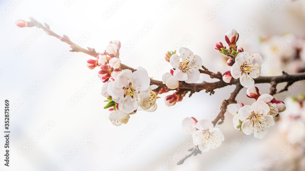 Fototapeta premium Apricot blossom in april on a transparent spring day in bright sunlight. Banner.