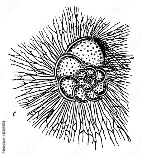 Foraminifera, vintage illustration. photo