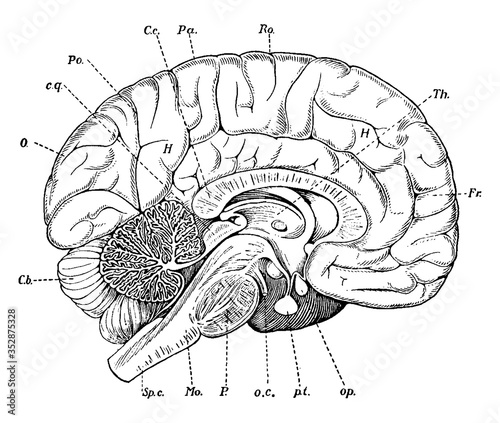 Brain, vintage illustration.