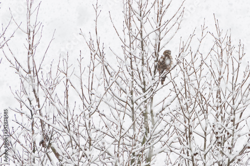 Hawk sitting in a tree while snowing