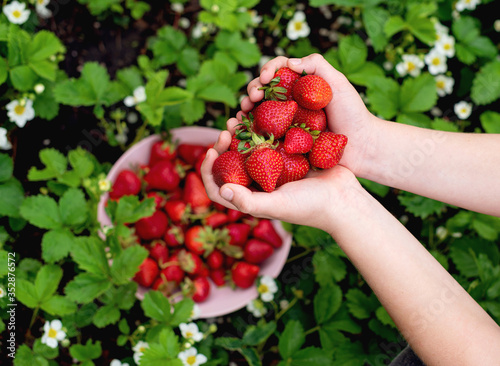 strawberries in hand