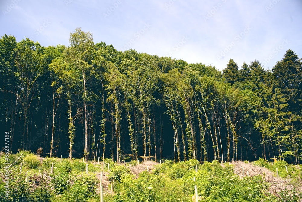 Lisière de forêt hauts arbres tordus par le vent vosges Stock Photo ...