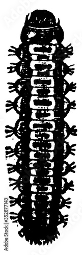 Beetle, vintage illustration.