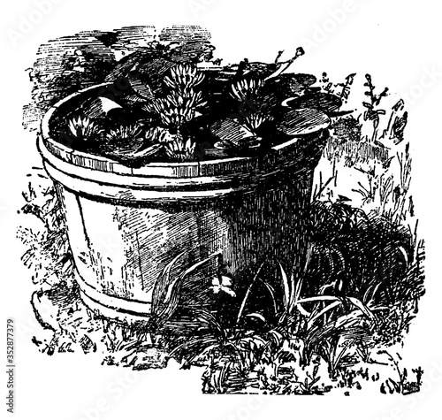 Fotografie, Obraz Tub of Water-Lilies, vintage illustration.