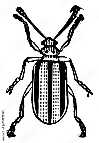 Beetle, vintage illustration. photo