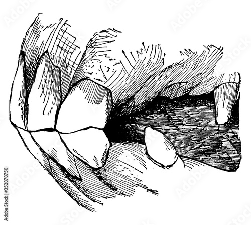 Horse Jaw, vintage illustration.