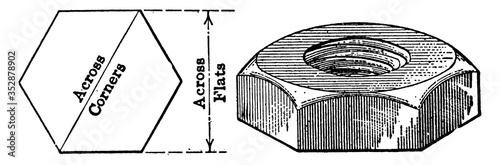 Nut, vintage illustration.