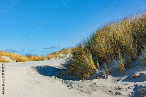 Dünengras mit Sand am Meer