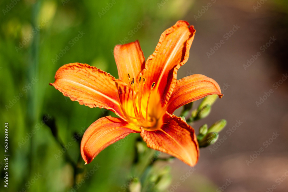 Beautiful orange spring flower in full bloom Beautiful orange spring flower in full bloom