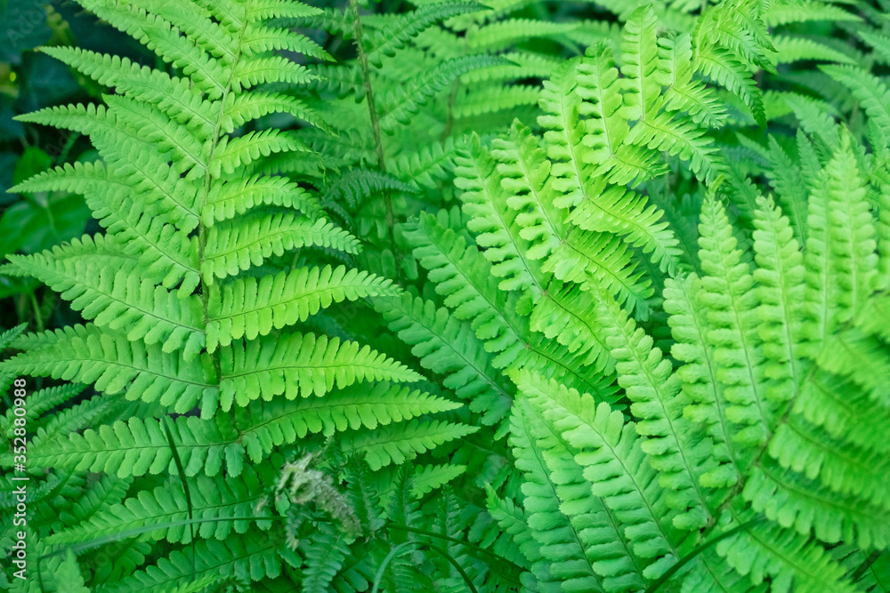 Abstract nature background featuring closeup of fern Dryopteris Affinis leaves in a garden in the Netherlands. 