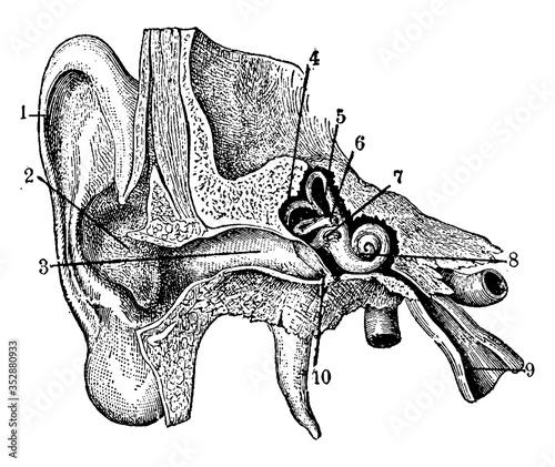 Human ear, vintage illustration.