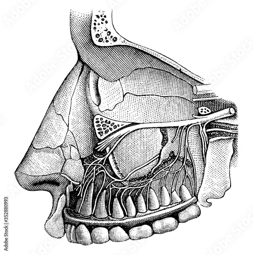 Cranial Nerves, vintage illustration.