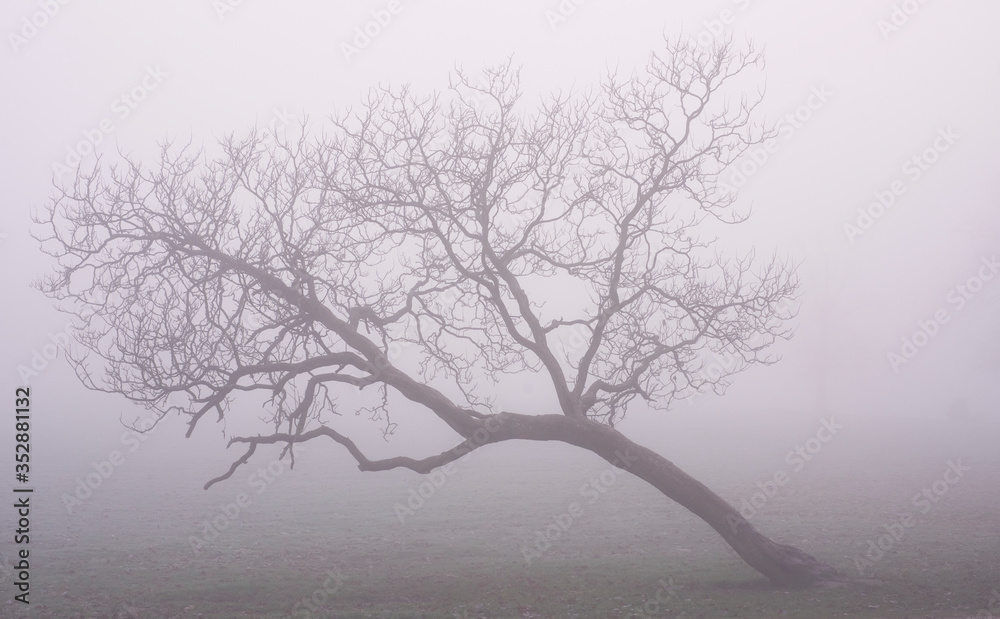 London foggy parks, London foggy parks,