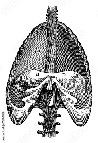 Structure Of Diaphragm, vintage illustration.