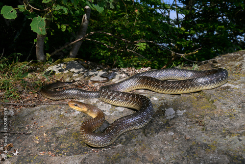 Aesculapian snake / Äskulapnatter (Zamenis longissimus), Germany / Deutschland photo