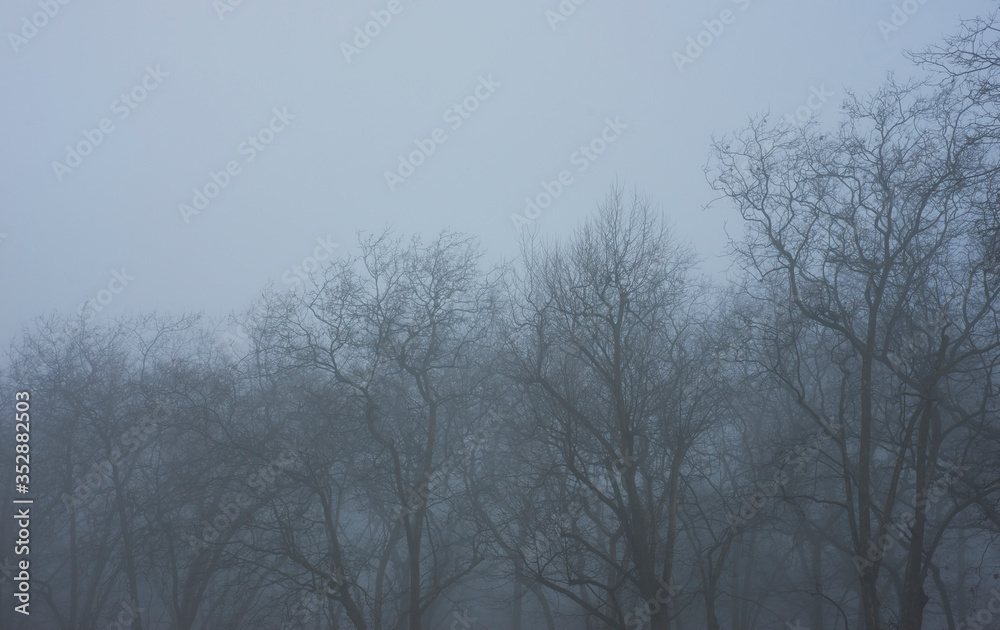 London foggy parks, London foggy parks,
