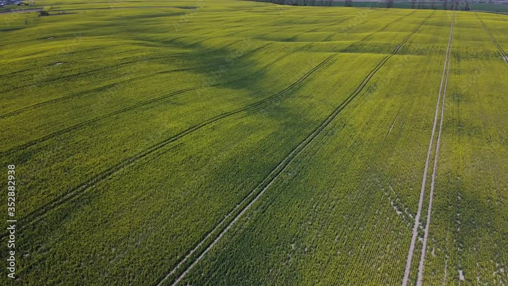 Yellow canola field. Field of rapeseed in blossom. Drone footage. Yellow canola field. Field of rapeseed in blossom. Drone footage.