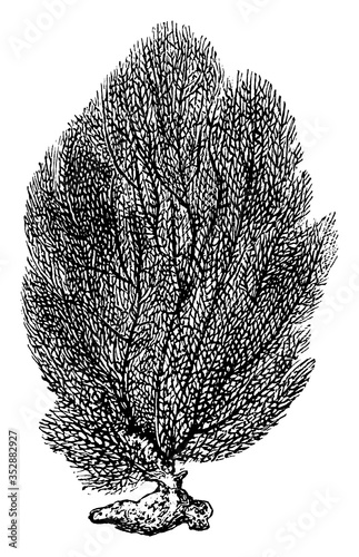 Fan Coral, vintage illustration.