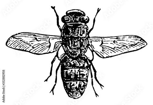 Sheep Bot Fly, vintage illustration.