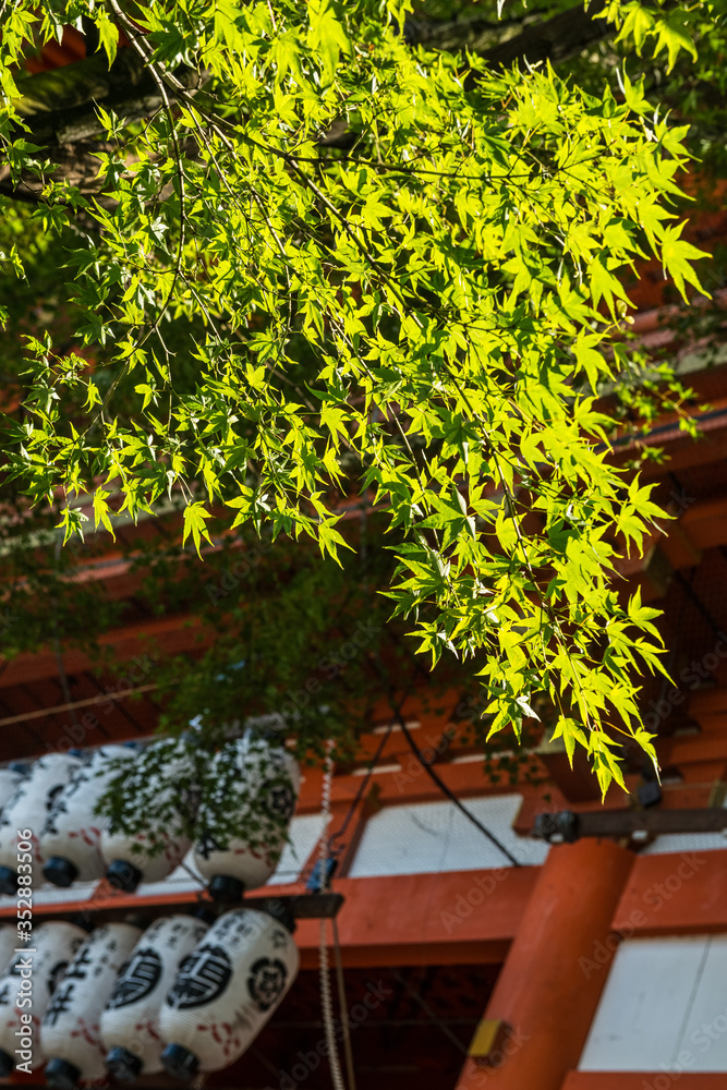 Japanese Maple in Sunlight at Yasaka Shrine, Kyoto, Japan