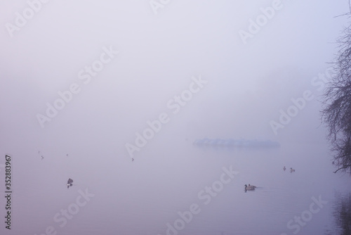 London foggy parks photo