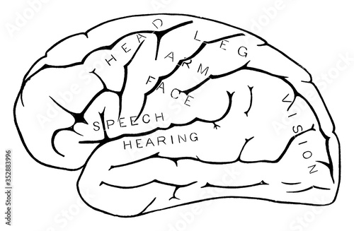 Human Brain, vintage illustration.