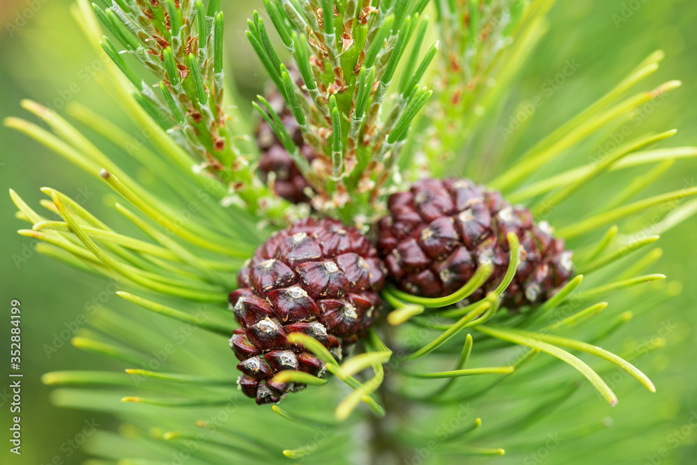 Fototapeta premium Green pine tree and pine cones