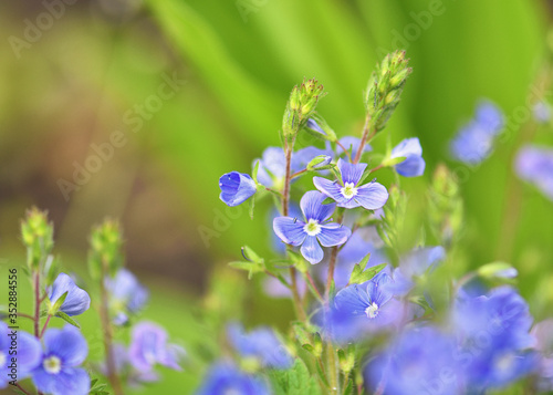 Spring flowering background. Beautiful nature scene with small flowers and sun flares. Sunny day. Spring flowers. Abstract blurred background. In the spring. Toning design spring nature, sunny plants.