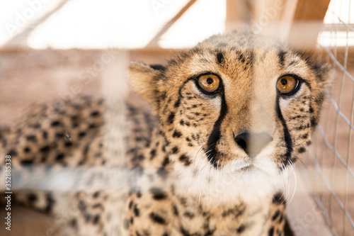 Cheetah confiscated from the illegal wildlife trade photo