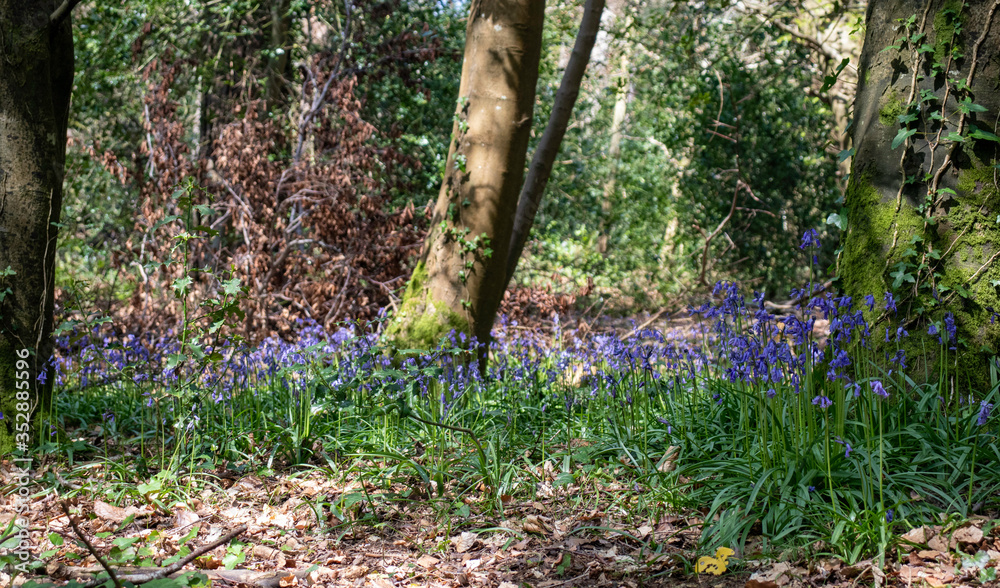footpath with purple flowers in the woods footpath with purple flowers in the woods