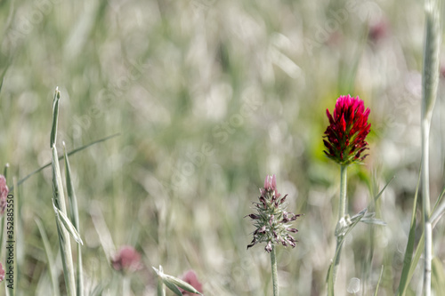 fleur rouge dans un champ