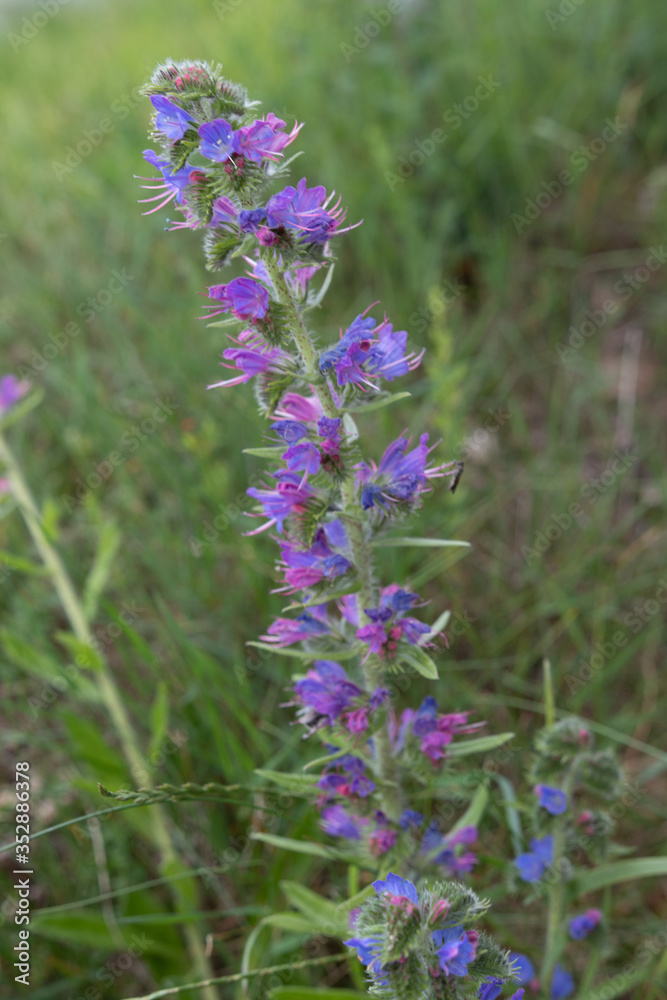 Fleur violette sauvage Fleur violette sauvage