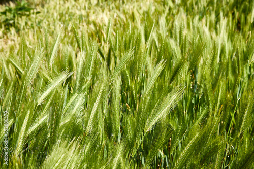 farming field growth green wheat harvest