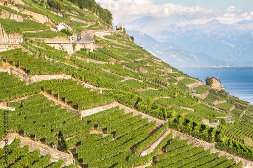 Foto Vineyards in Lavaux region, Switzerland