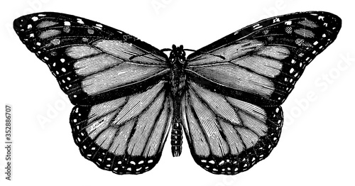 Butterfly or Milk-weed butterfly or Danais archippus, vintage illustration.