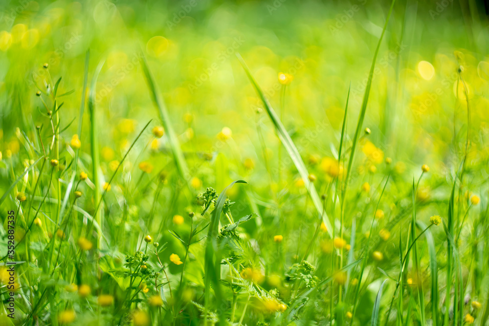 beautiful landscape with a fine young grass and small yellow flowers, the freshness of the morning nature