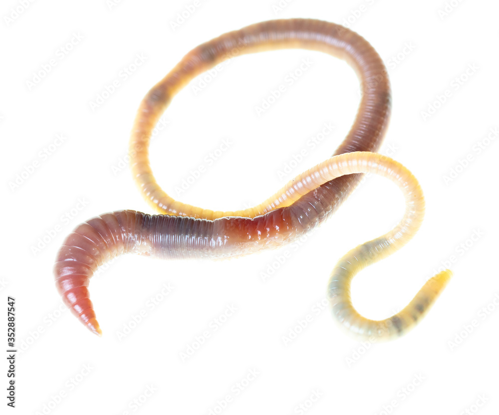 Fototapeta premium Earthworm on a white background.